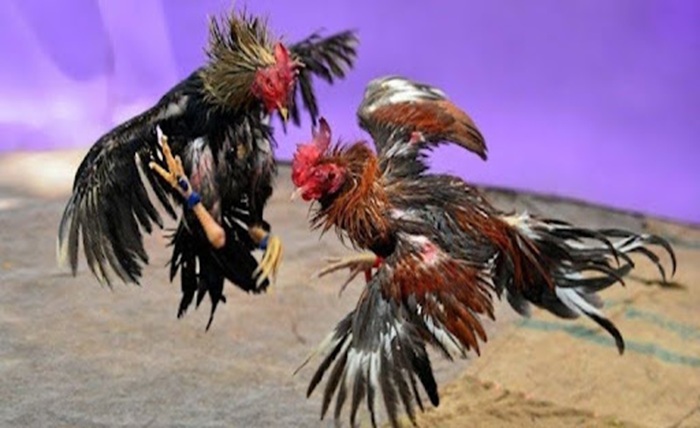 AE888 Cockfighting